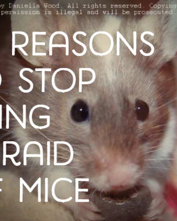 The Complete Guide to Pet Mice PetHelpful By fellow animal lovers