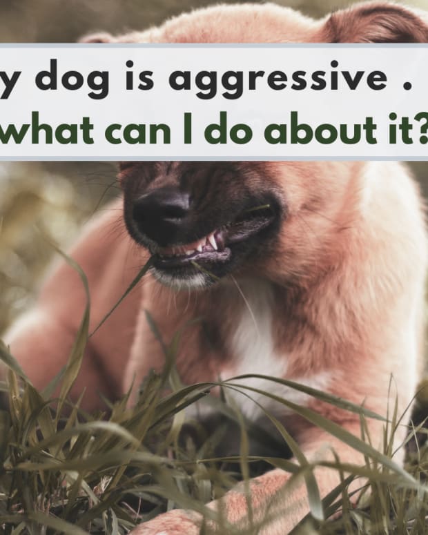 how-to-prevent-fence-aggression-in-dogs-pethelpful-by-fellow-animal