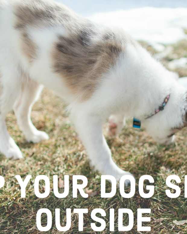 Tips to Help Your Dog Sleep Through the Night PetHelpful By fellow