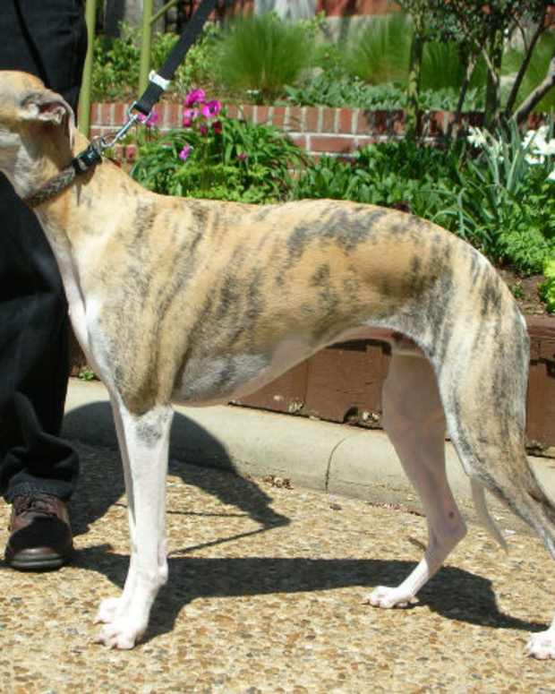 Five Dog Breeds That Don't Bark, Much PetHelpful By fellow animal