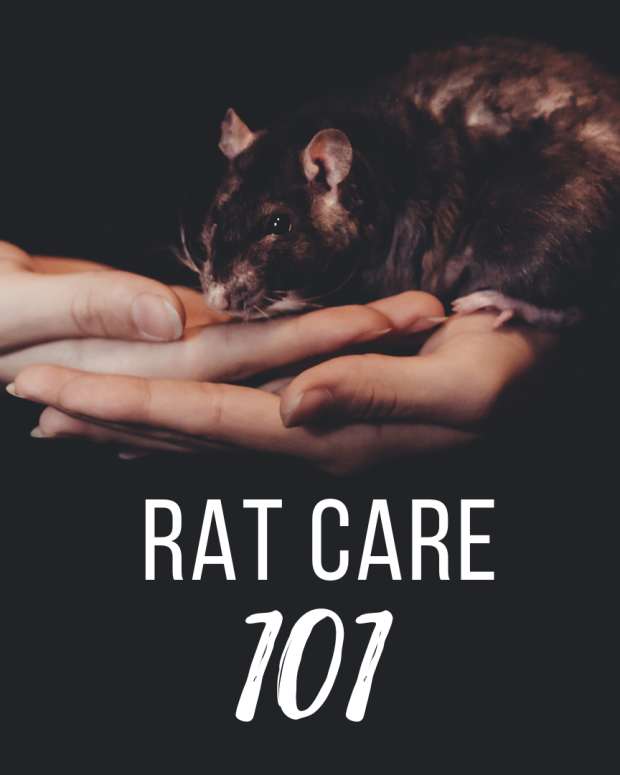 How to Breed Healthy Hairless Rats (Sphynx Rats) PetHelpful By