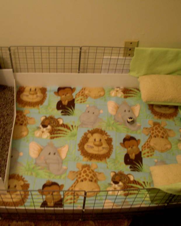 blanket over guinea pig cage
