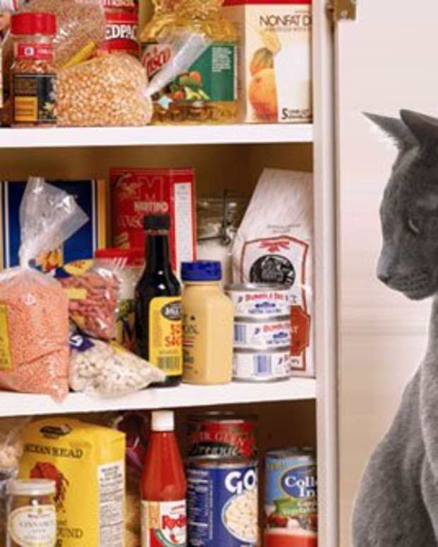 What to Look for When Buying a Cat Tower PetHelpful By fellow