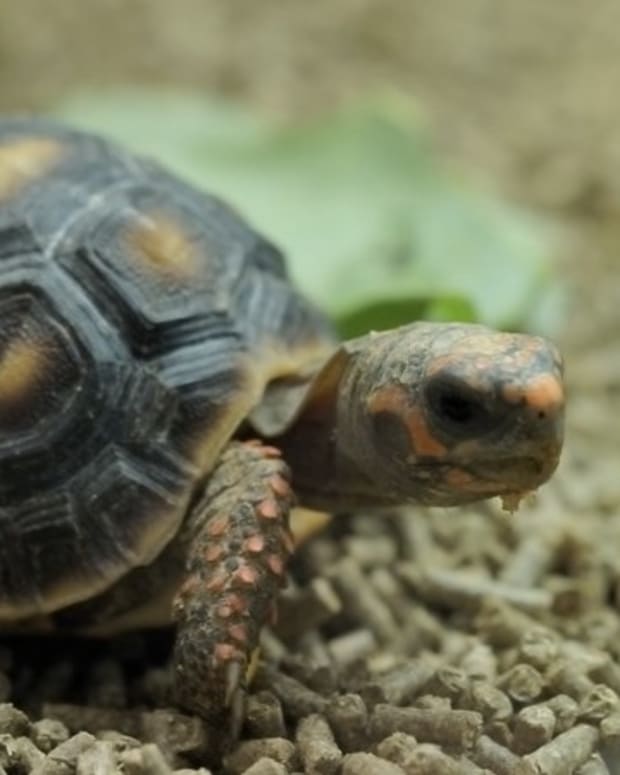 Common Health Problems With Russian Tortoises - PetHelpful - By fellow ...