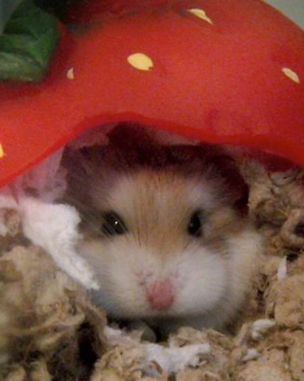 Wet Tail in Hamsters Symptoms, Treatment, and Outlook PetHelpful By fellow animal lovers