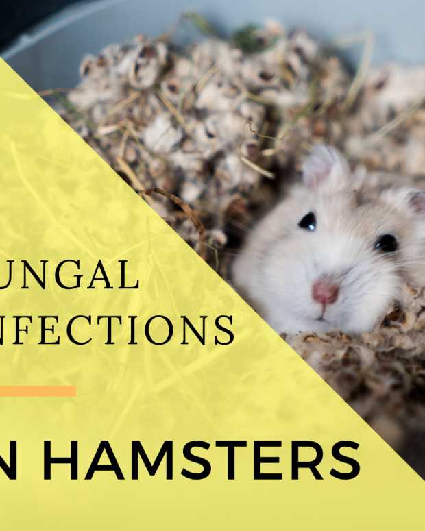 Wet Tail in Hamsters Symptoms, Treatment, and Outlook PetHelpful
