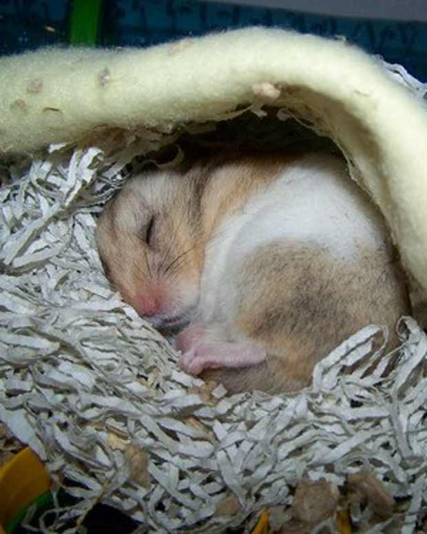 Hamster Breathing Fast and Heavy? Causes and Treatment of Respiratory Illnesses PetHelpful