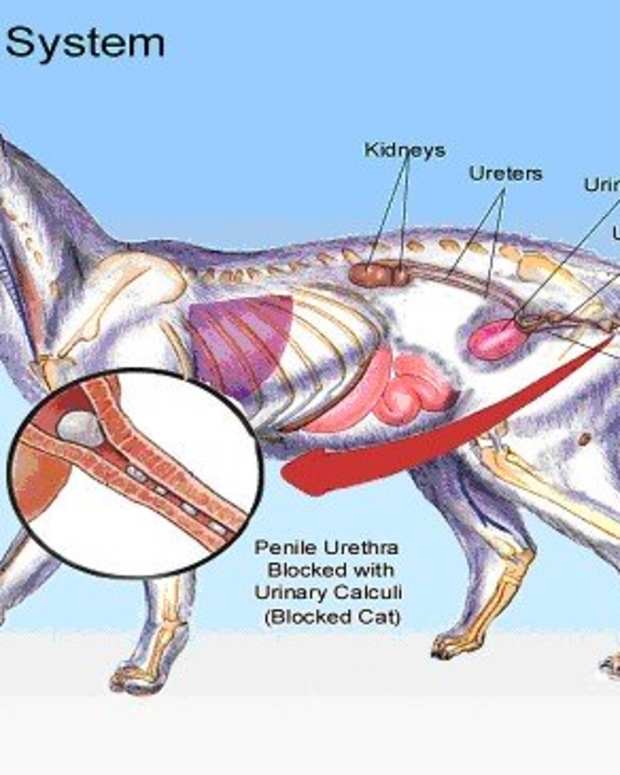 Feline Hepatic Lipidosis Fatty Liver Disease in Cats PetHelpful By