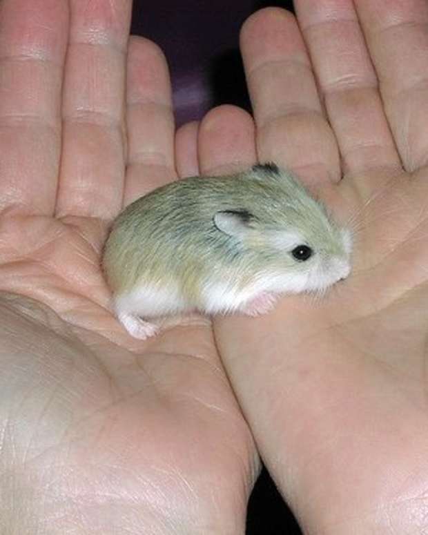 cool hamster stuff
