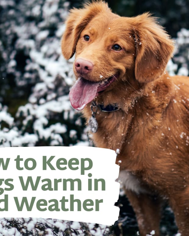 How To Keep Feral And Outdoor Cats Warm And Safe In Winter PetHelpful   How To Keep Your Dog Warm In Winter 