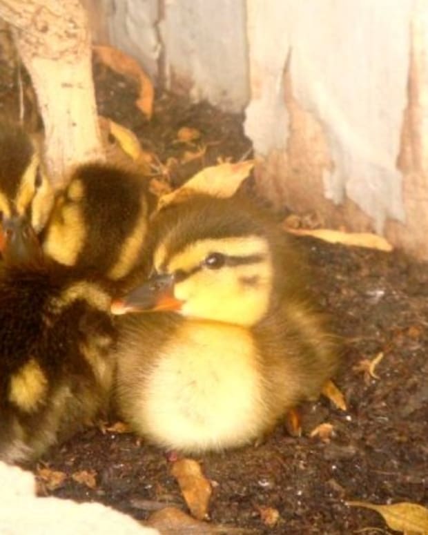 How To Raise Baby Ducklings Pethelpful By Fellow Animal And Experts - What Is The Best Bedding For Baby Ducks How To Raise Baby Ducklings Pethelpful By Fellow Animal And Experts - What Is The Best Bedding For Baby Ducks