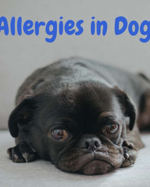 dog lethargic after bee sting