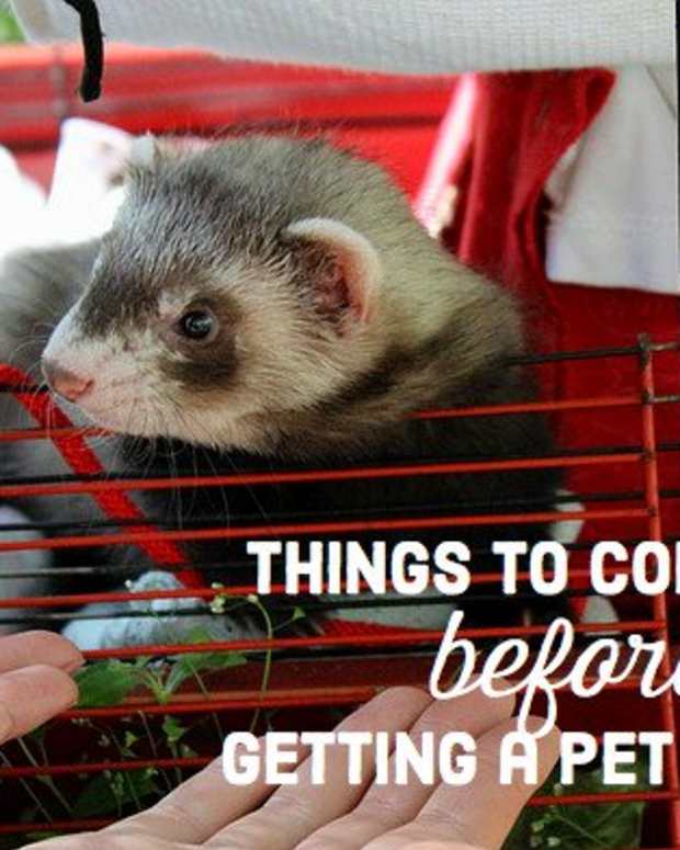 Is a Ferret the Right Pet for You? PetHelpful By fellow animal