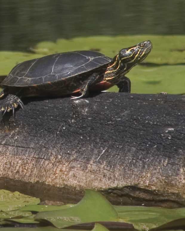 40 Awesome Pet Turtle Names PetHelpful By fellow animal lovers and