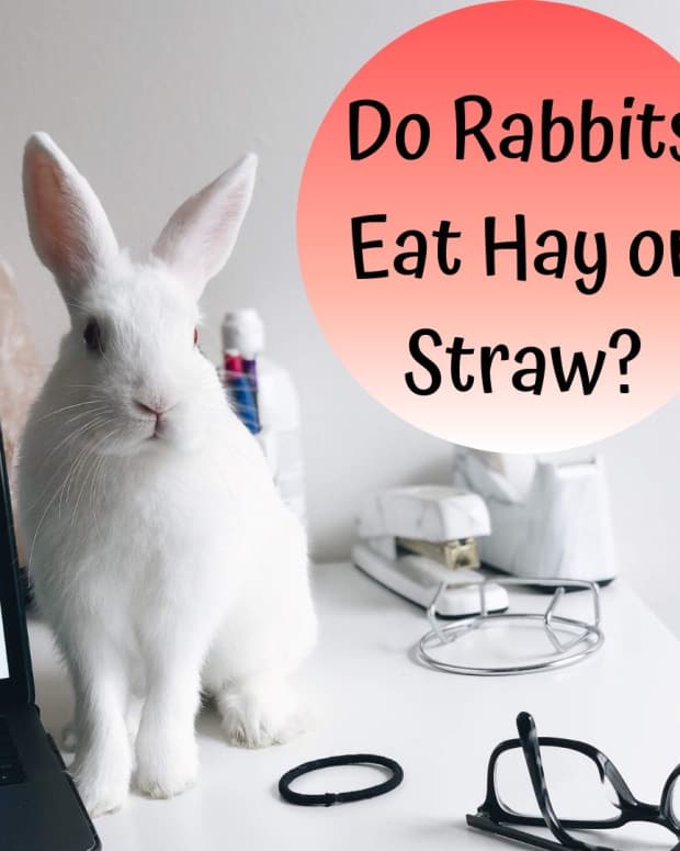 Bunny Care Guide What Foods Do Rabbits Eat? PetHelpful By fellow