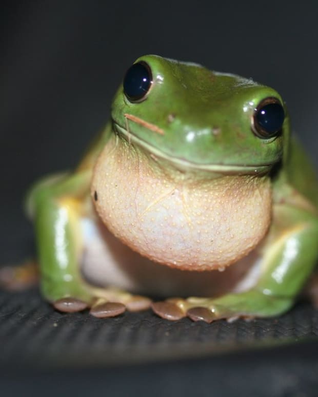 Best Pet Frogs For Beginners Pethelpful By Fellow Animal Lovers And
