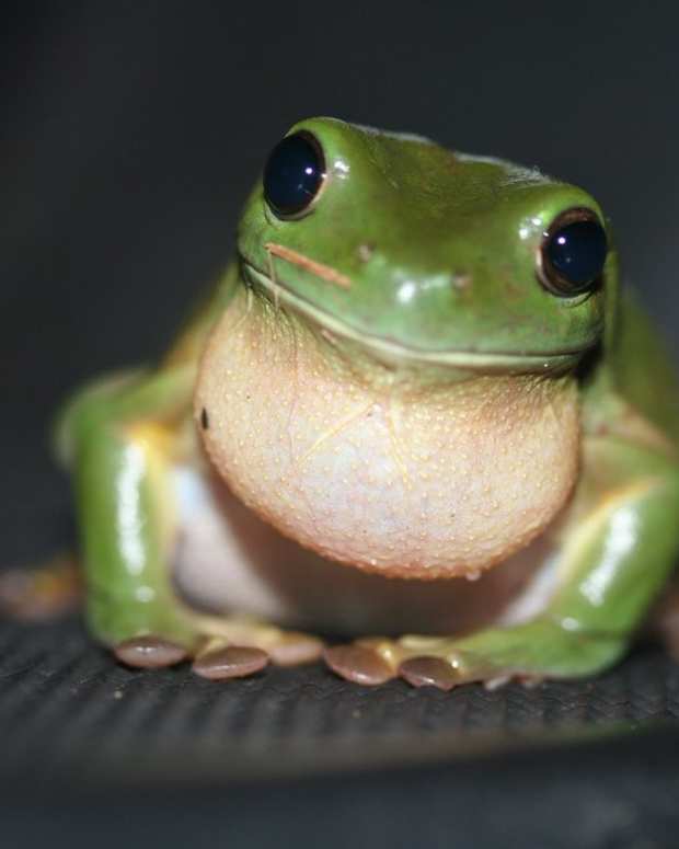Best Pet Frogs for Beginners PetHelpful By fellow animal lovers and