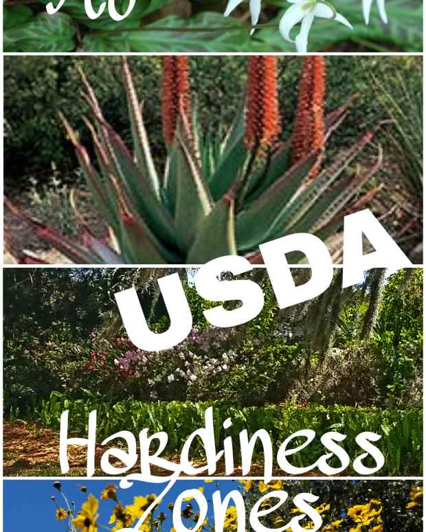 Fruit and Nut Producing Trees for USDA Hardiness Zone 8B Dengarden