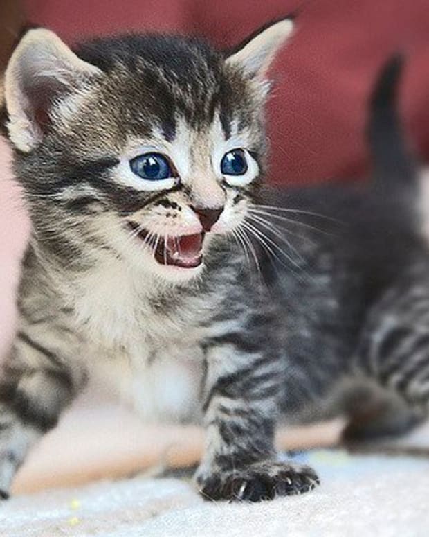 Cute Names For Pets Pethelpful By Fellow Animal Lovers And Experts - satans pet cat roblox