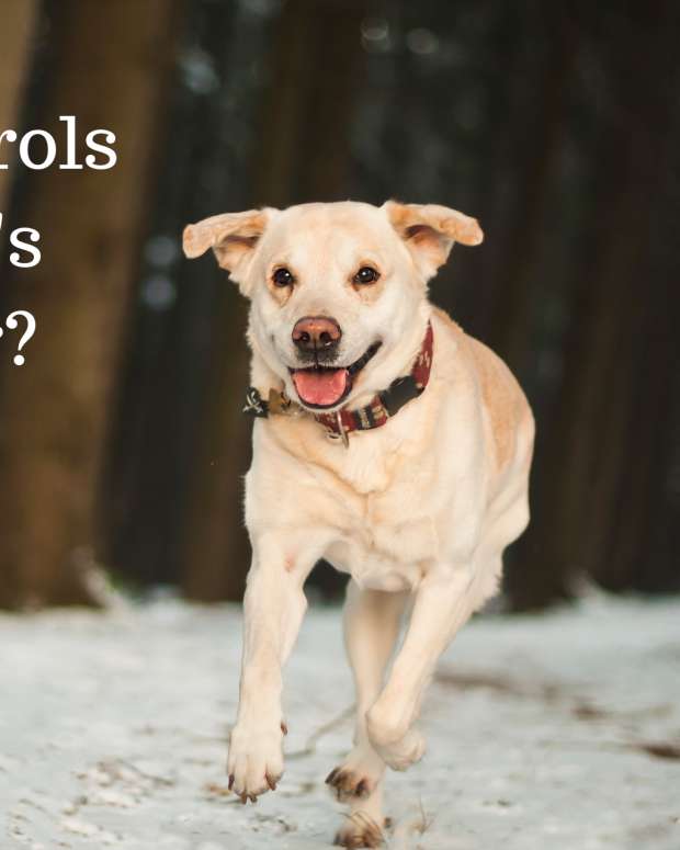 Behaviors of Intact Female Dogs in and After Heat PetHelpful By