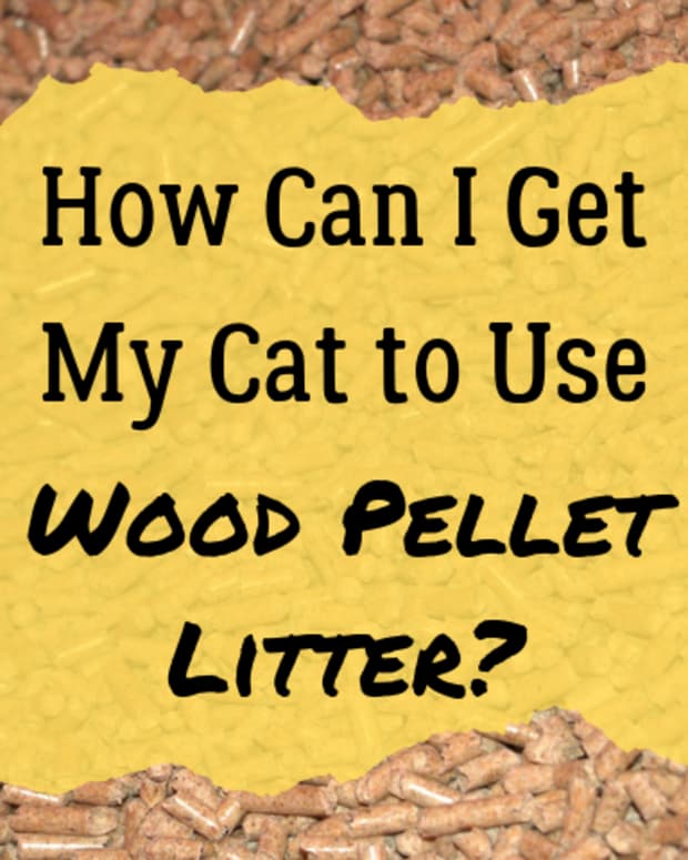 Five Ways to Stop Cats From Pooping Outside of the Litter Box