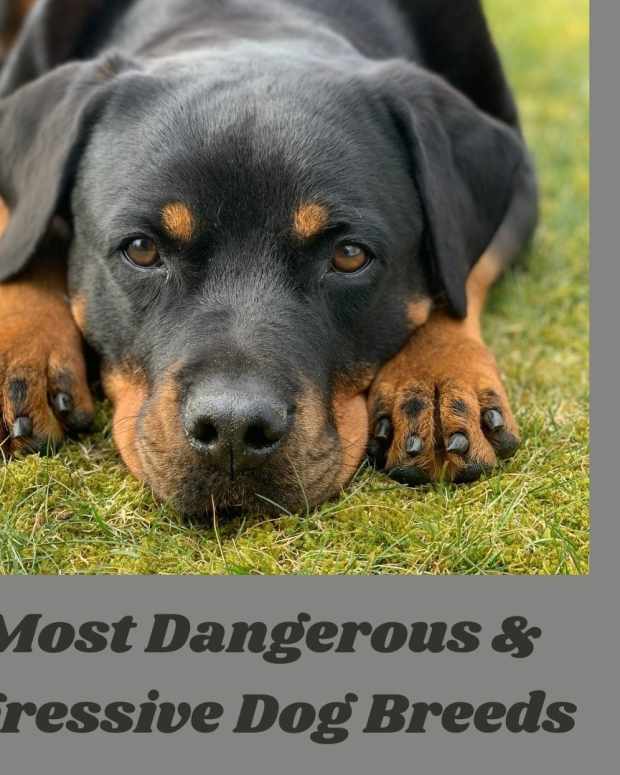 During Which Months Do Dogs Shed the Most? PetHelpful