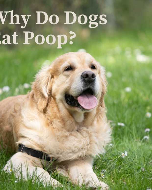 dog-eating-poop-why-dogs-eat-poop-why-do-dogs-eat-poop-stop-dog-eating-poop