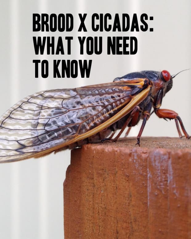 brood-x-cicada-facts