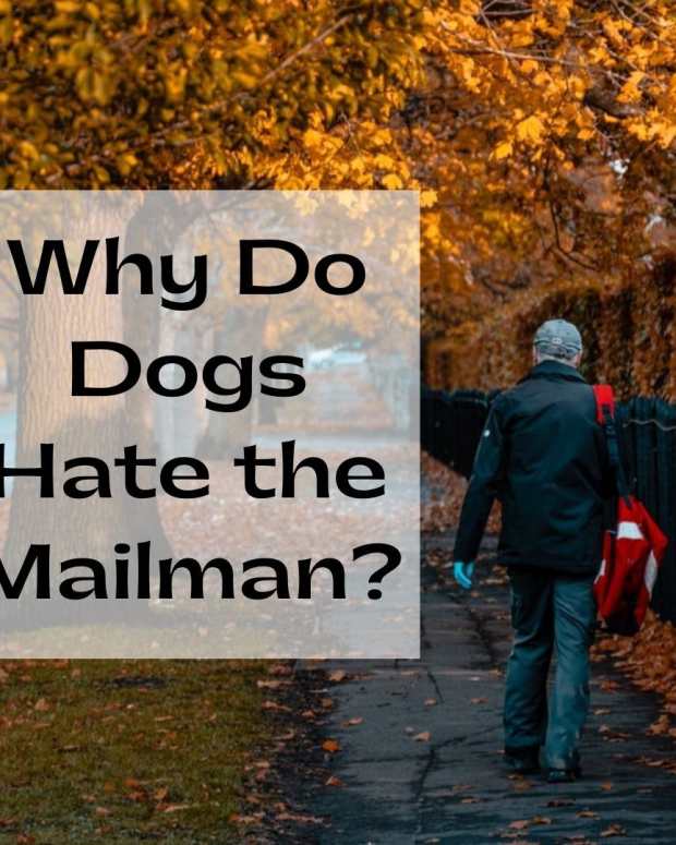 Why Some Dogs Protective of Their Owners PetHelpful