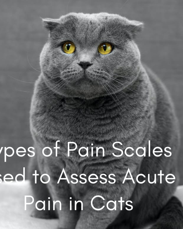痛苦的类型使用 - 用于评估 - 疼痛