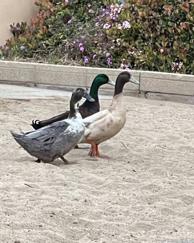 just-ducky-a-waterfowl-poem