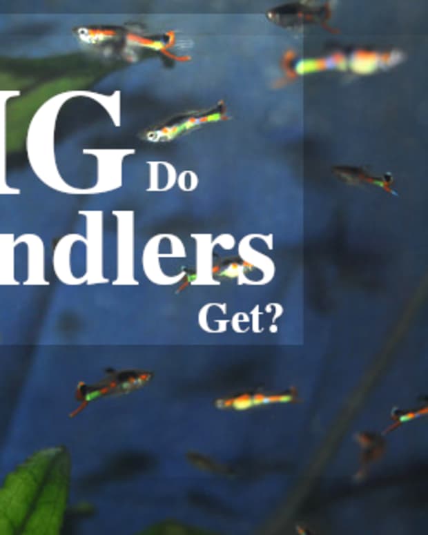 how-big-do-endlers-get