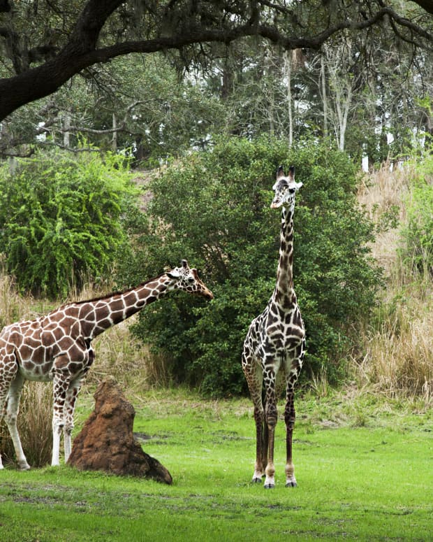 giraffes at Disney's Animal Kingdom