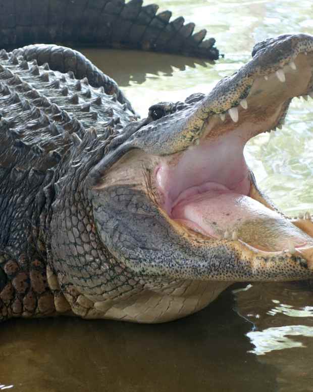Mama Alligator in Florida Sneaks Through Homeowner’s Fence in Wild