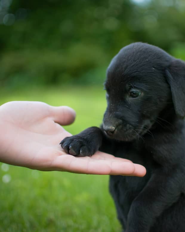 black puppy with paw on hand