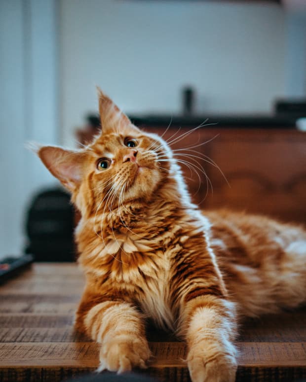 Photo of a long-haired orange cat looking up quizzically