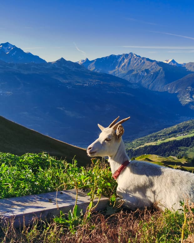 goat in France