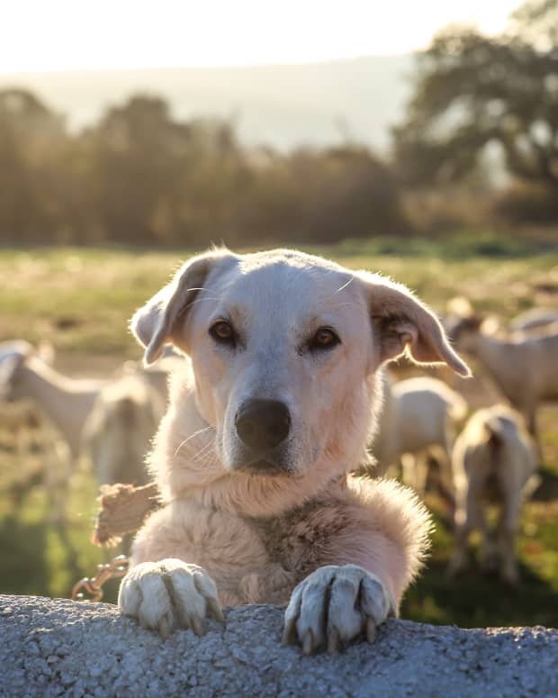 dog on a farm