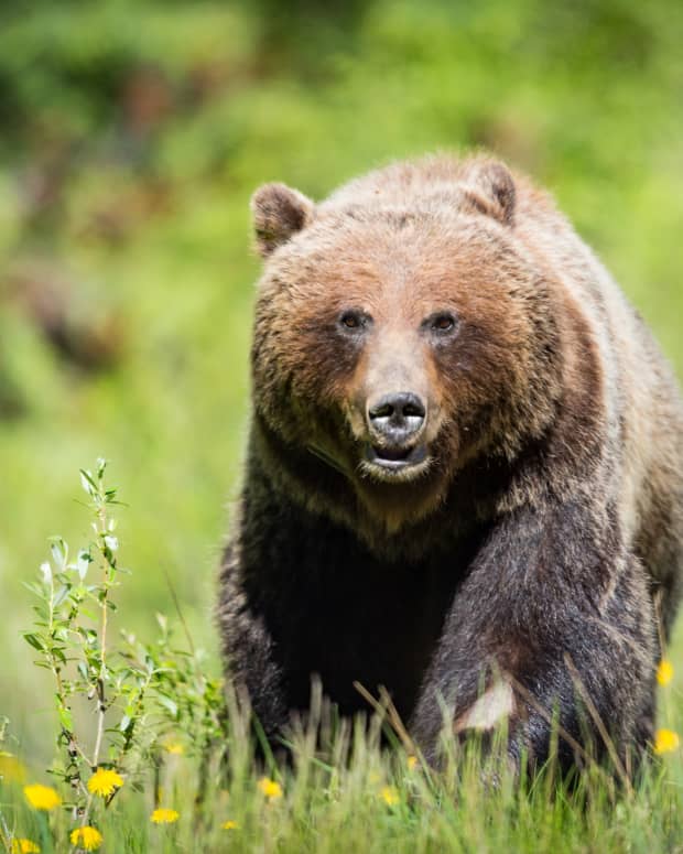Parks Canada Releases New Details About Deadly Grizzly Bear Attack in