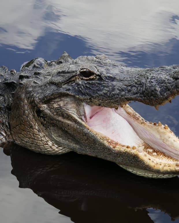 alligator in a body of water