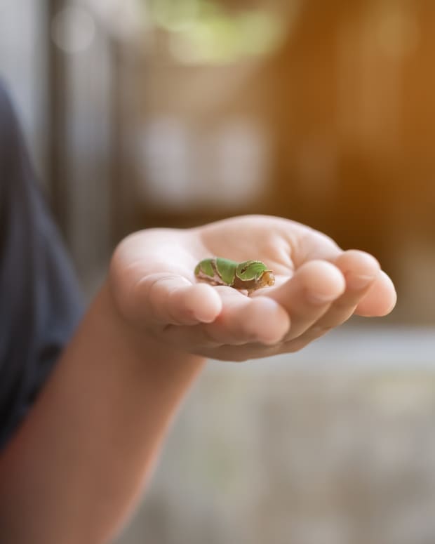 little boy holding a bug