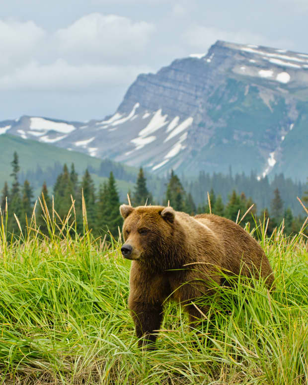 grizzly bear