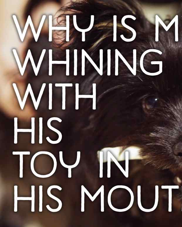 Some Dog Anal Gland Remedies PetHelpful