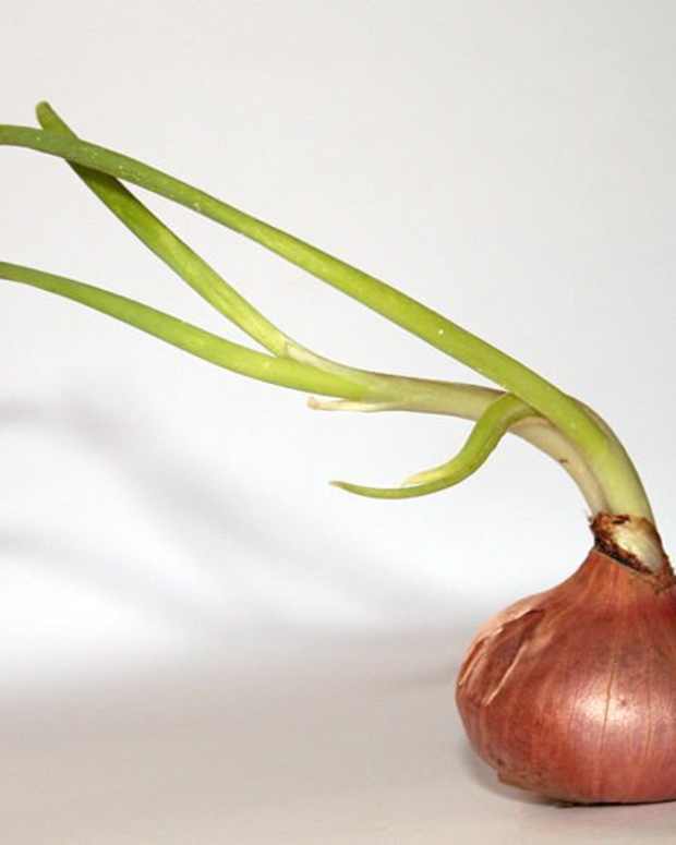 What Is Wild Onion Grass and How Do You Control This Plant? Dengarden