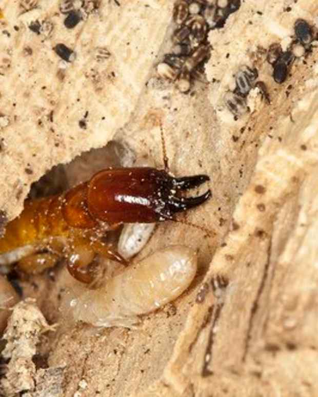 Why Would There Be Maggots On My Kitchen Floor Viewfloor.co