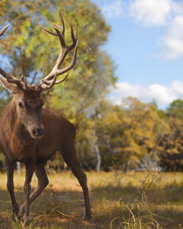 Deer Shining in Wisconsin SkyAboveUs