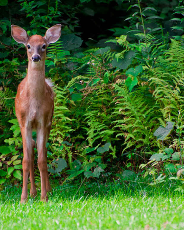 Flowers and Shrubs That Deer Won't Eat Dengarden Home and Garden