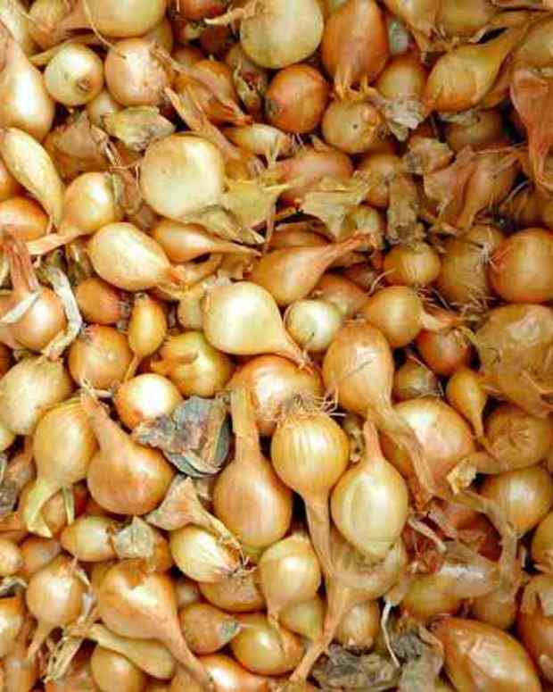 Grass Seed Planting in Ohio Dengarden