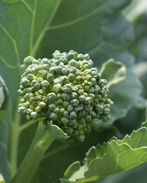 A Complete Guide to Growing Broccoli Dengarden