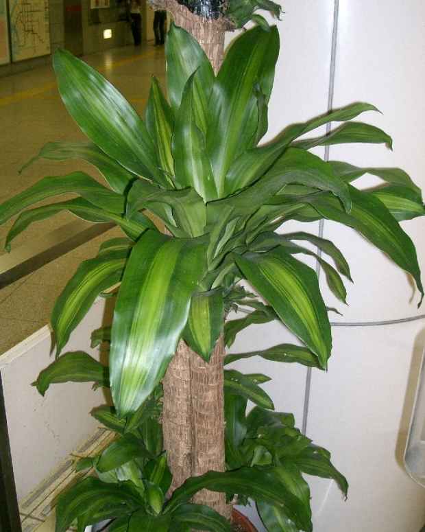 How to Care for Mass Cane (a.k.a. Corn Plant or Dracaena Massangeana